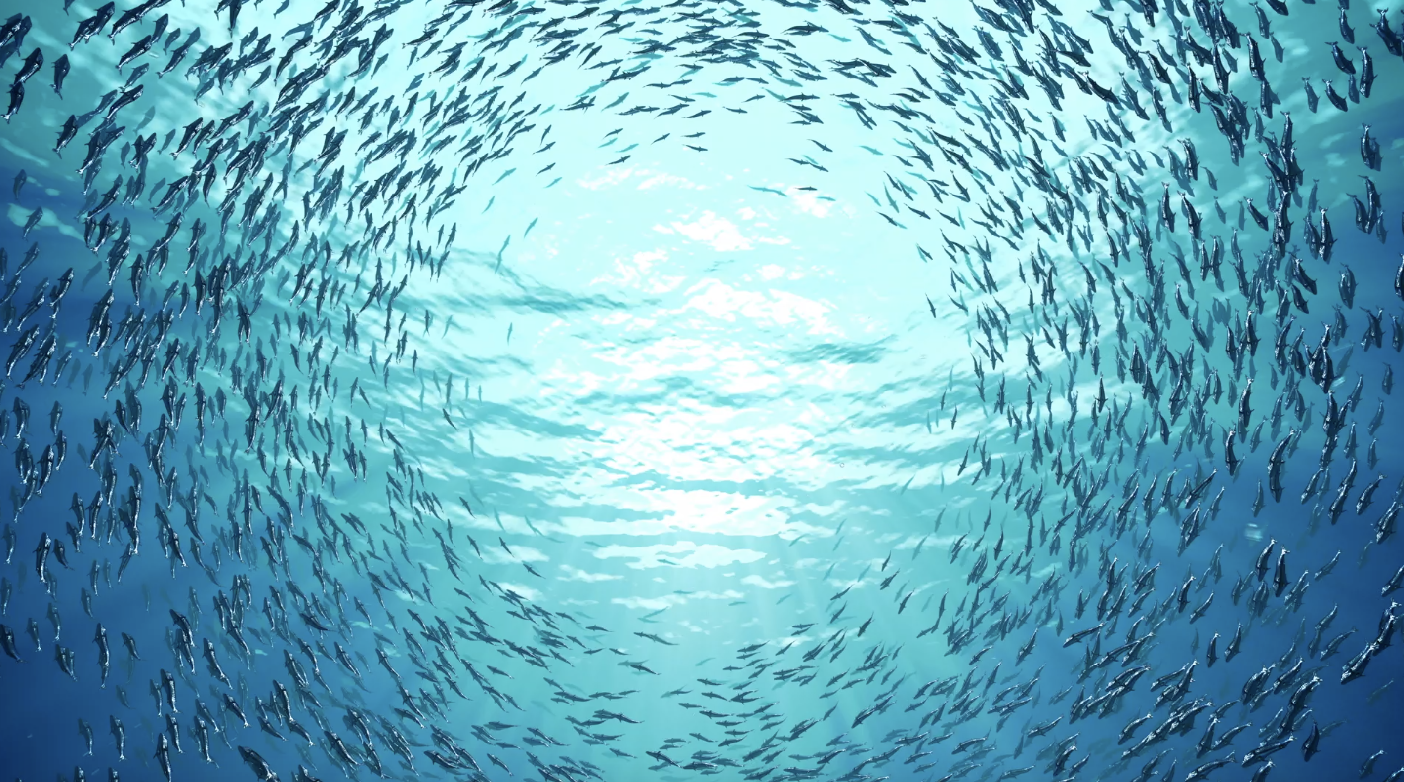 Много рыб плавают. Косяки рыб в океане. Стая рыб. Стаи рыб в океане. Рыбы под водой.