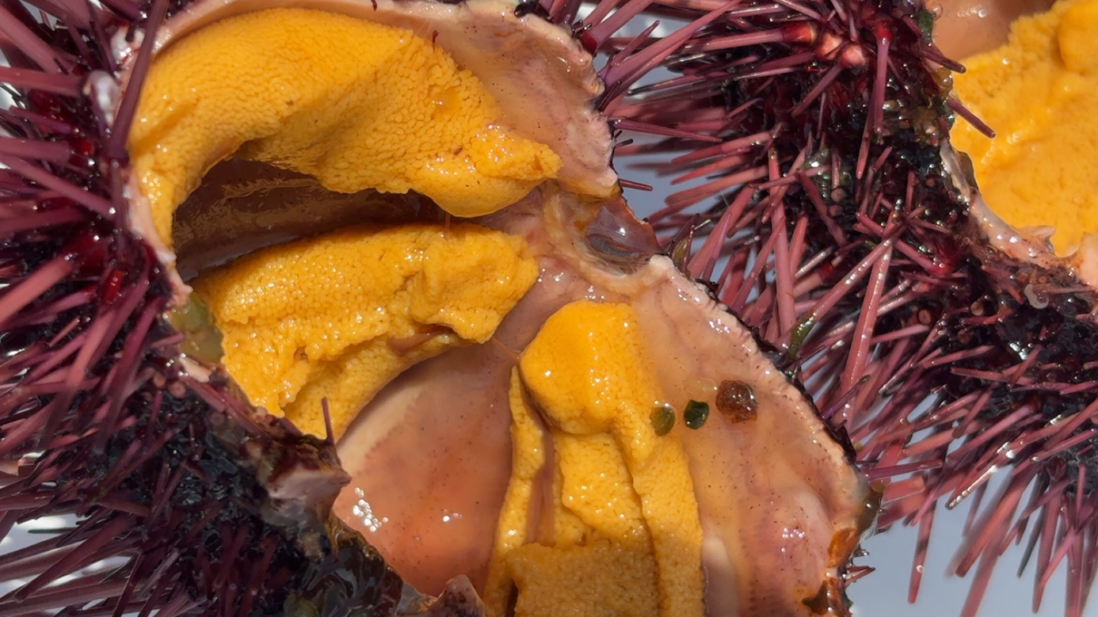urchin le Photo by Briana Le