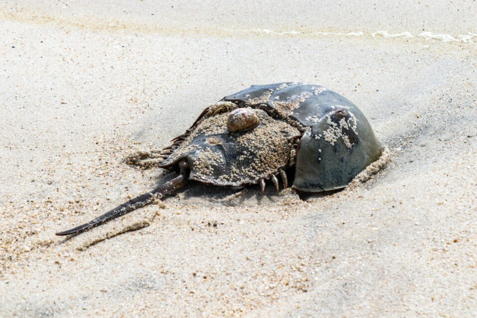 horseshoe crab